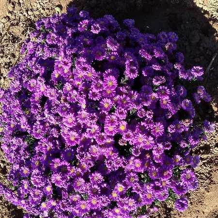 Casa Svizzera 4* 바롤로