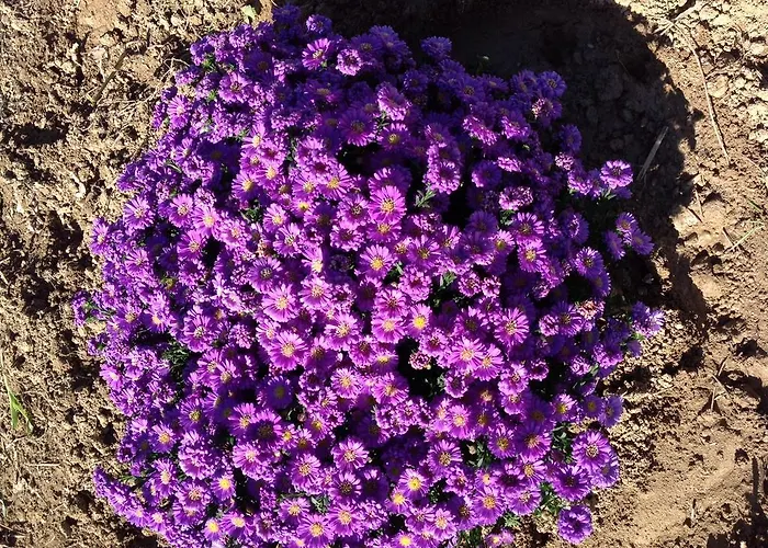 Casa Svizzera 4* 바롤로